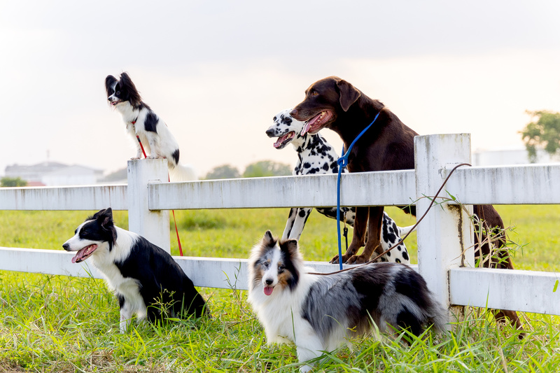 Group of dogs