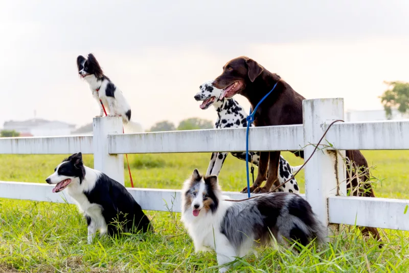 Group of dogs